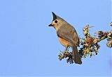 Black-crested Titmouse